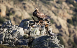 Aquila reale - Foto D-Ruiu (Sardegna Ambiente)