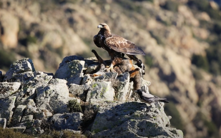 Aquila reale - Foto D-Ruiu (Sardegna Ambiente)