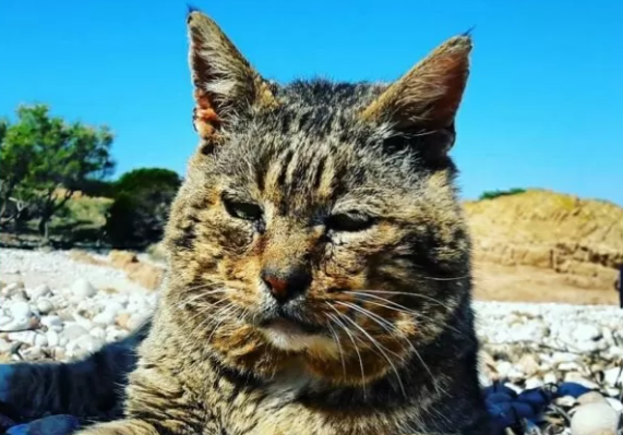 Quando Tavolara aveva un re: la storia di Muscione, il gatto 20enne, leggenda dell’isola 