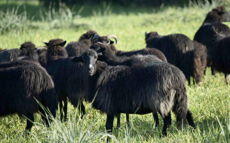 Pecora Nera di Arbus - Foto Sardegna Agricoltura