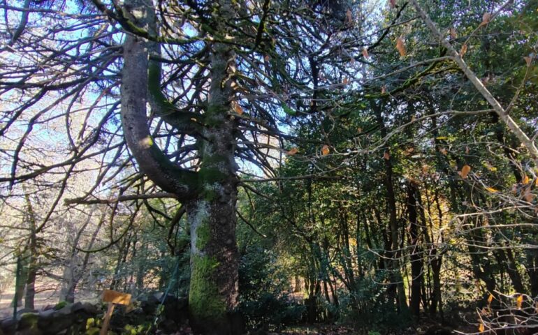 Lo sapevate? In Sardegna c’è un esemplare di un albero rarissimo, l’abete di Spagna