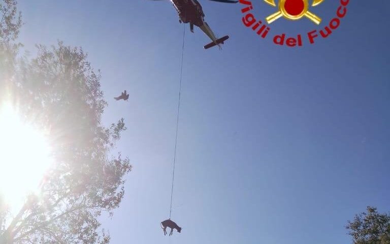 Precipita in una scarpata: bue salvato dai Vigili del Fuoco ad Arzana