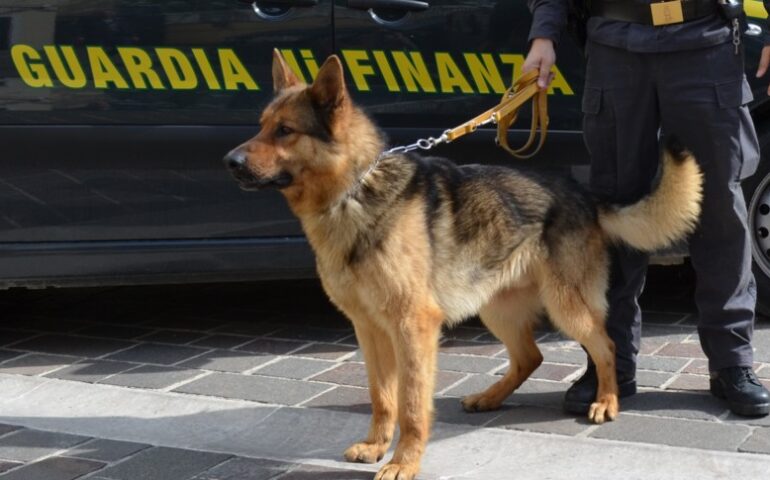 25enne fermato grazie ai cani antidroga a Olbia: nello stomaco aveva 20 ovuli di cocaina