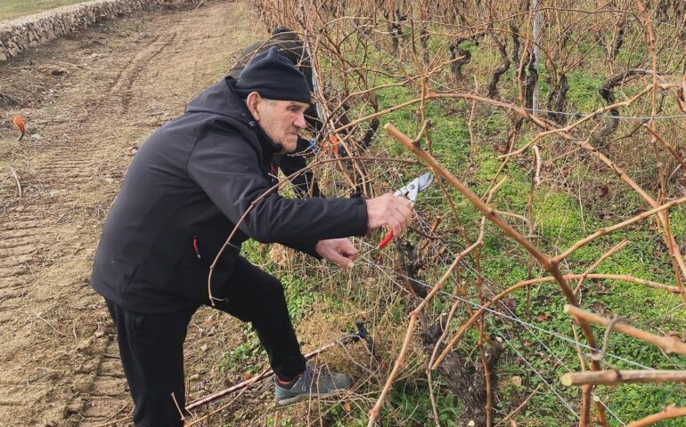 Il “re del Mamuthones” Giuseppe Sedilesu pota la vigna a 92 anni. Un manifesto della longevità sarda