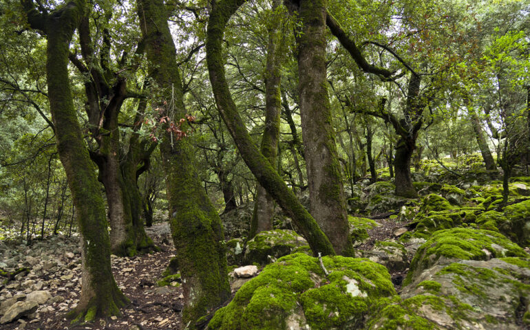 foresta-sas-baddes-aurelio-candido-flickr