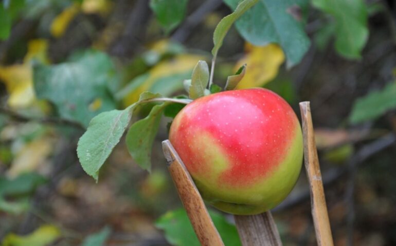 Conoscete la “Trempa orrùbia”? Scopriamo questa antica specie di mela tipica dell’Ogliastra