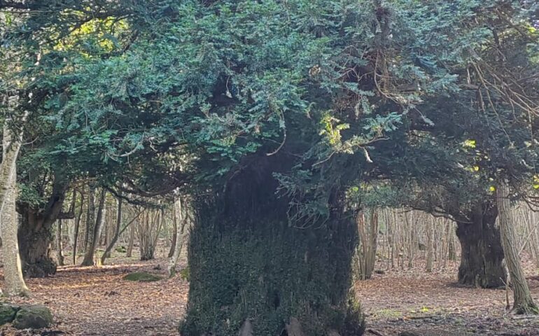 Il “re dei tassi” della Sardegna: un albero maestoso con una circonferenza di quasi 8 metri