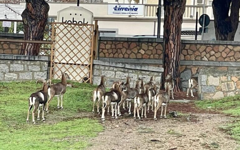 Un incontro inaspettato e meraviglioso: una dozzina di mufloni a passeggio nella pineta di Arbatax