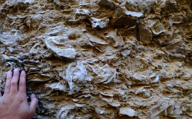 Ostriche fossili di 20 milioni di anni fa: la meraviglia degli antichi fondali emersi nella Sardegna centrale