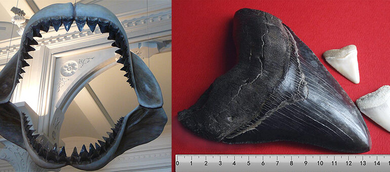 Nelle acque sarde nuotava in passato il Megalodonte, un bestione di 20 metri di lunghezza