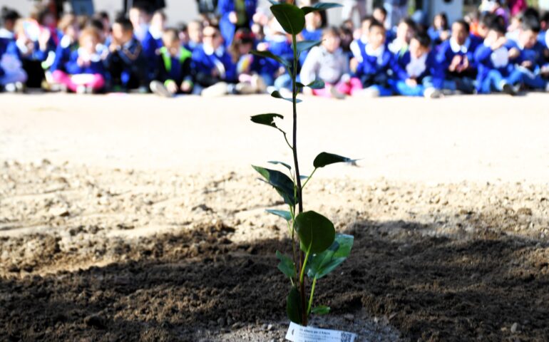 Tortolì, scuola elementare di via Monsignor Virgilio: piantata la talea dell’albero di Giovanni Falcone