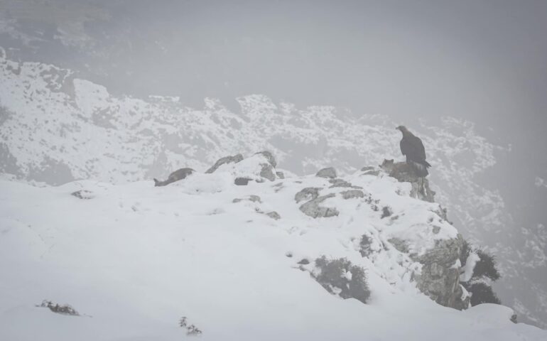 L’aquila reale domina le montagne innevate di Arzana: la foto meravigliosa di Gianluca Doa