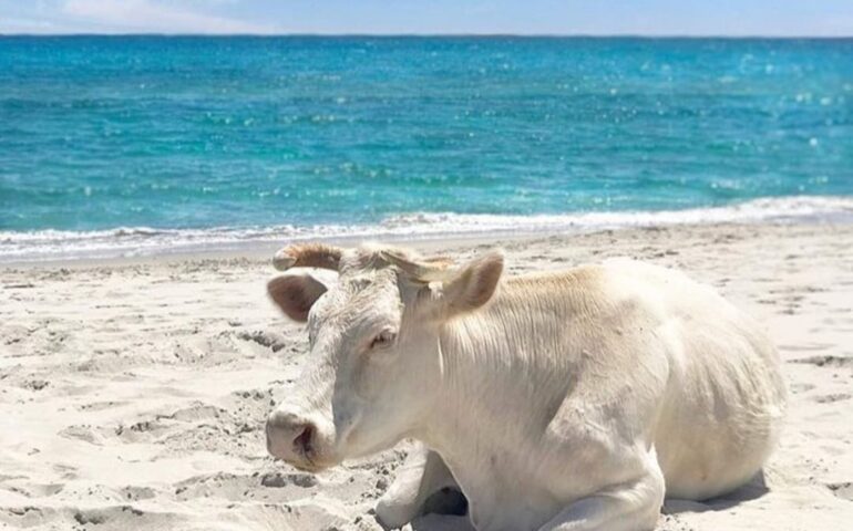 Berchida, la spiaggia delle mucche: benvenuti nel gioiello della costa nord-orientale della Sardegna