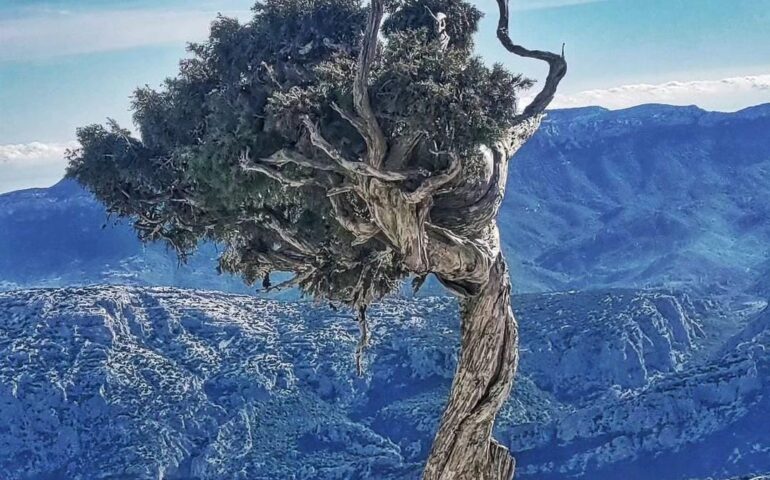 La “Signora del Monte Corrasi”, il meraviglioso ginepro del Monte Corrasi