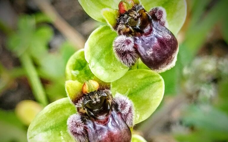 L’Ofride fior di bombo: una delle bellissime orchidee selvatiche che si possono trovare in Sardegna