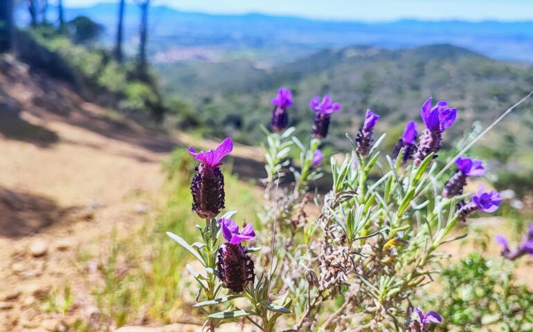 La lavanda selvatica comincia a fiorire proprio adesso: il miele della varietà stoechas si produce per lo più in Sardegna