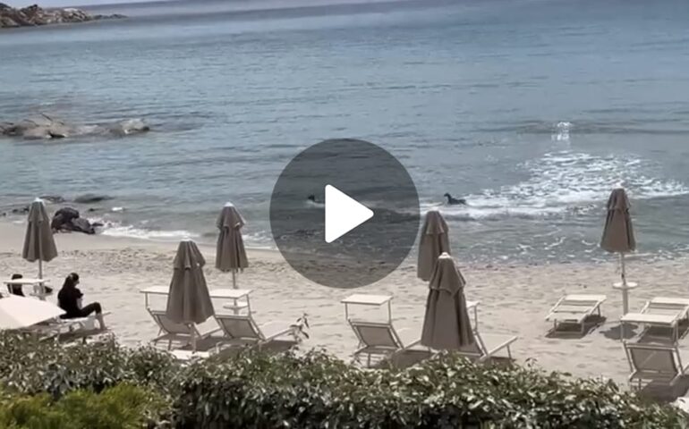 (VIDEO) I mufloni fanno il bagno in mare: cose che possono accadere solo in Ogliastra