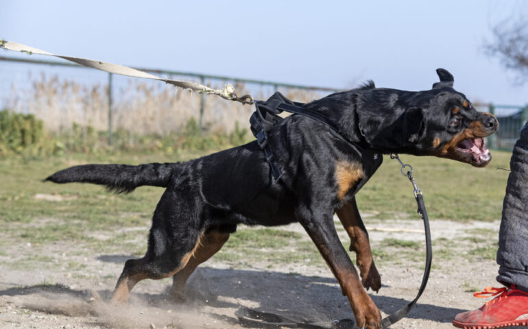 Aggredito da un rottweiler in Sardegna: 300 punti di sutura per un ragazzo