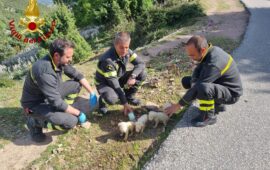 Villagrande, cuccioli di cane barbaramente abbandonati in una busta sulla strada: i Vigili del fuoco li salvano quasi tutti