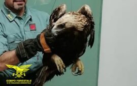 Falco pecchiaiolo in difficoltà salvato a Baunei dagli agenti del Corpo Forestale