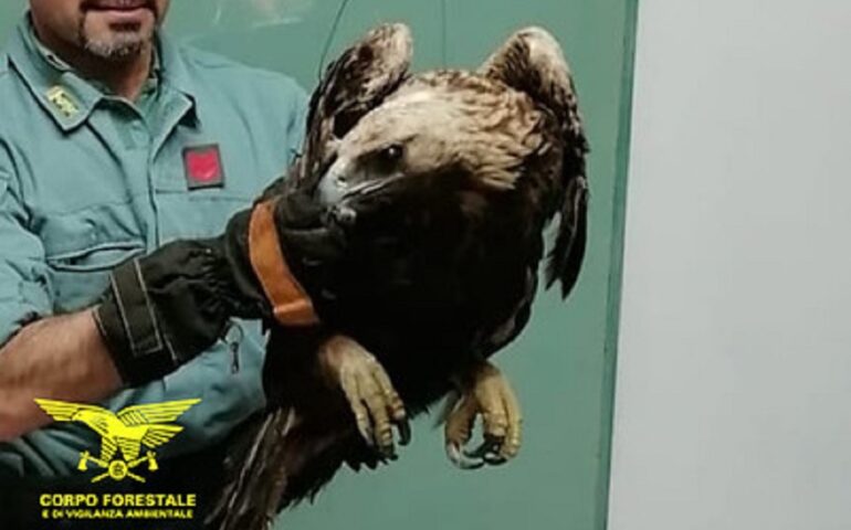 falco-pecchiaiolo-baunei