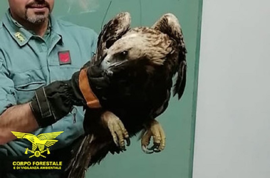 Falco pecchiaiolo in difficoltà salvato a Baunei dagli agenti del Corpo Forestale
