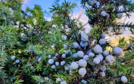 Lo sapevate? In Sardegna cresce un arbusto che si chiama “ginepro coccolone”