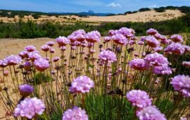 La rosa marina delle spiagge, una delle specie endemiche di Sardegna