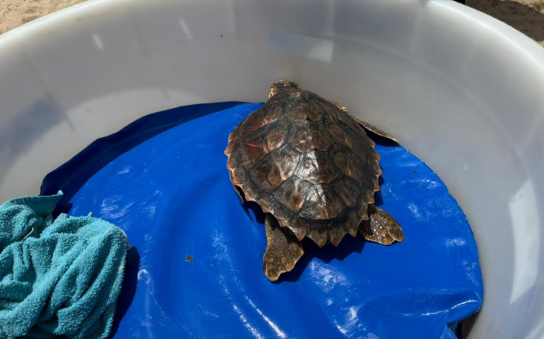 Alghero: è stata rimessa in mare, libera, la caretta caretta recuperata e curata lo scorso marzo