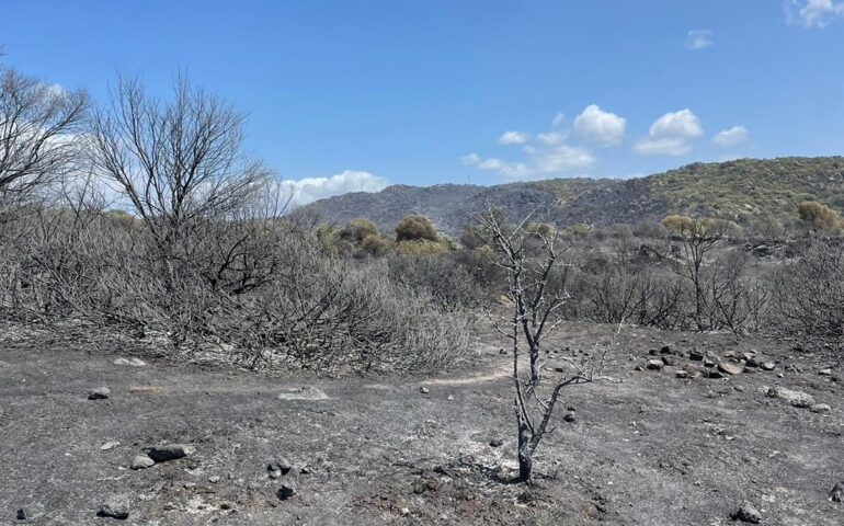 Nuoro e Ogliastra, dopo gli incendi strage di pecore e grossi danni economici per le aziende