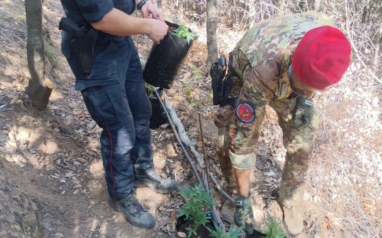 Spaccio di droga, due giovani nei guai tra Cardedu e Jerzu
