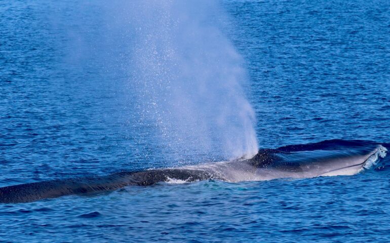 Tavolara: meravigliose balene nuotano nel mare dell’Area Marina Protetta