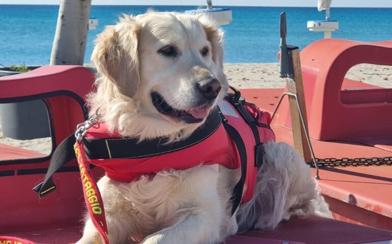 Badesi, due bagnanti in pericolo: il cane Aro interviene con Francesca Ollasci per portarli in salvo