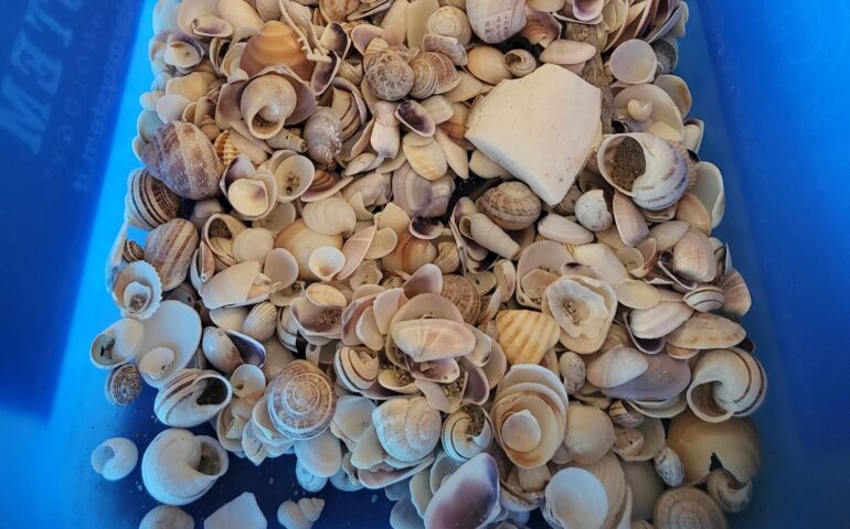 Sequestro di conchiglie al Porto di Olbia: coppia di turisti fermata con oltre un chilo di materiale prelevato dalle spiagge