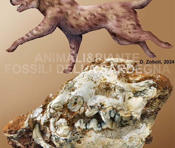 Lo sapevate? In Sardegna nel Pleistocene viveva la “iena sarda”