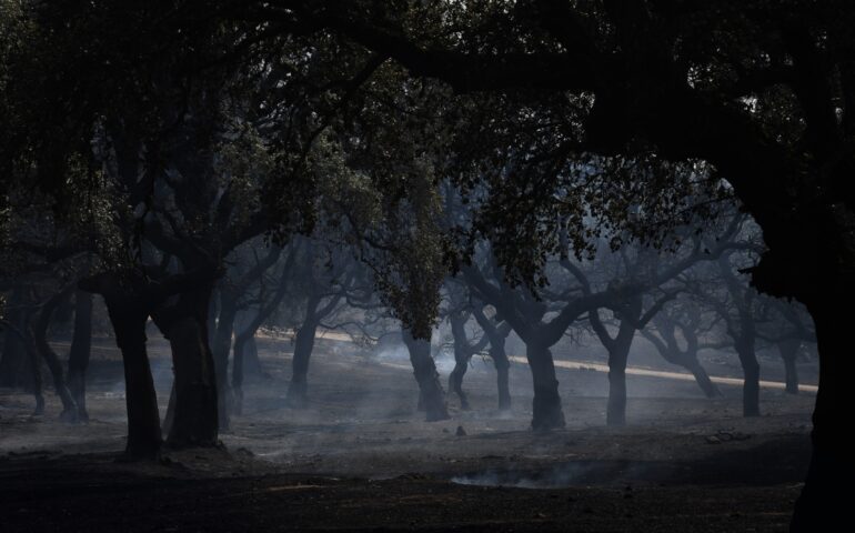Rogo nel Nuorese, la tragica conta dei danni: 800 ettari di bosco in fumo