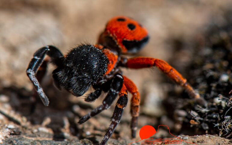 Avvistato in Sardegna il rarissimo ragno coccinella: il bellissimo scatto del fotografo Cristian Mascia