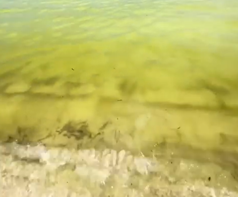 Cala Brandinchi con l’acqua diventata verde: ecco cos’è successo