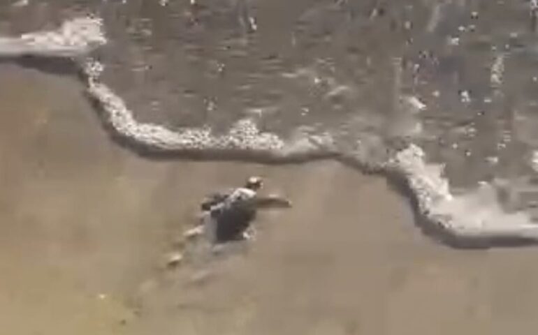 (VIDEO) 120 tartarughine Caretta Caretta raggiungono l’acqua: il video a Tertenia
