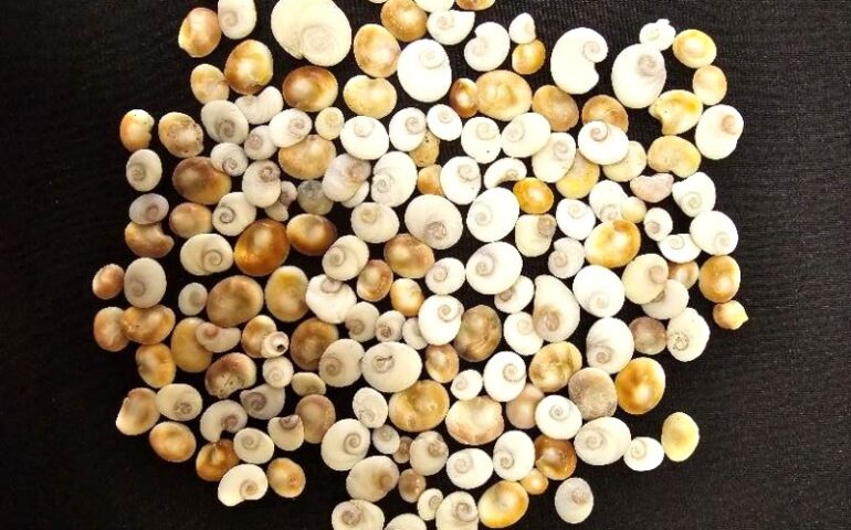Sequestrati oltre 120 kg di conchiglie tra cui centinaia di occhi di Santa Lucia: spiagge sarde depredate