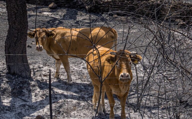L’inferno di Sa Serra: distrutti dal fuoco oltre 1000 ettari di sugherete secolari di uno dei territori più boschivi della Barbagia