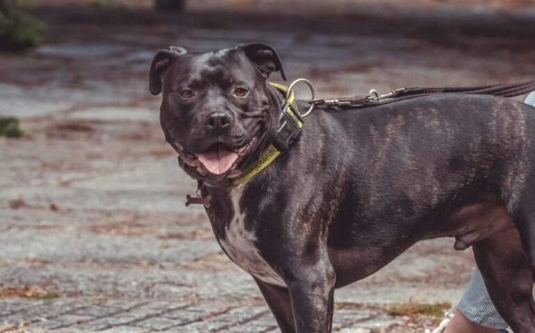 Tortolì, insegue un gruppo di ragazzi e ferisce un cane con una motosega
