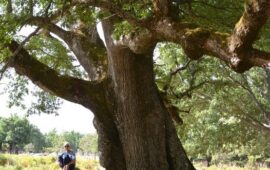 La quercia di Talana