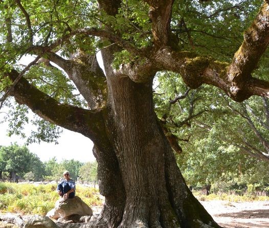 La quercia di Talana