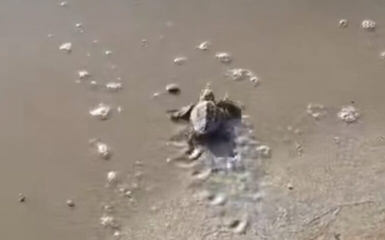 Foxi Manna, Tertenia: meravigliosa schiusa di tartarughe Caretta Caretta
