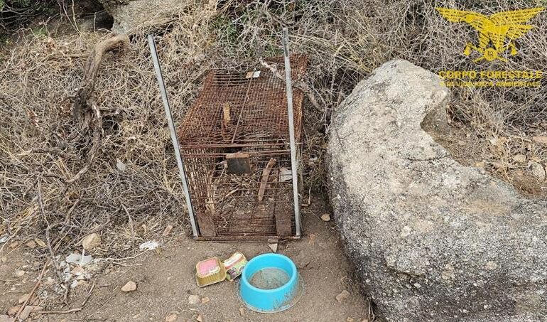 Tortolì, il Corpo Forestale sequestra una gabbia per la cattura di selvaggina