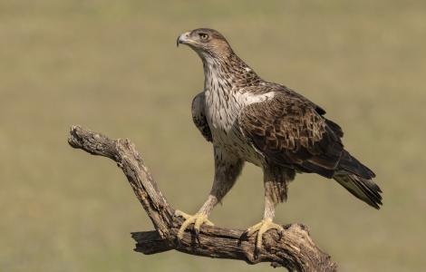 Sardegna, daino ferito in una tagliola e aquila di Bonelli uccisa a fucilate