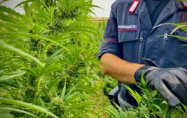 maxi sequestro di marijuana