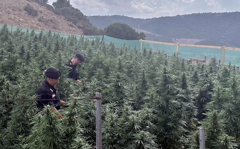 Sequestrata piantagione illegale di cannabis a Lula: denunciato un 23enne
