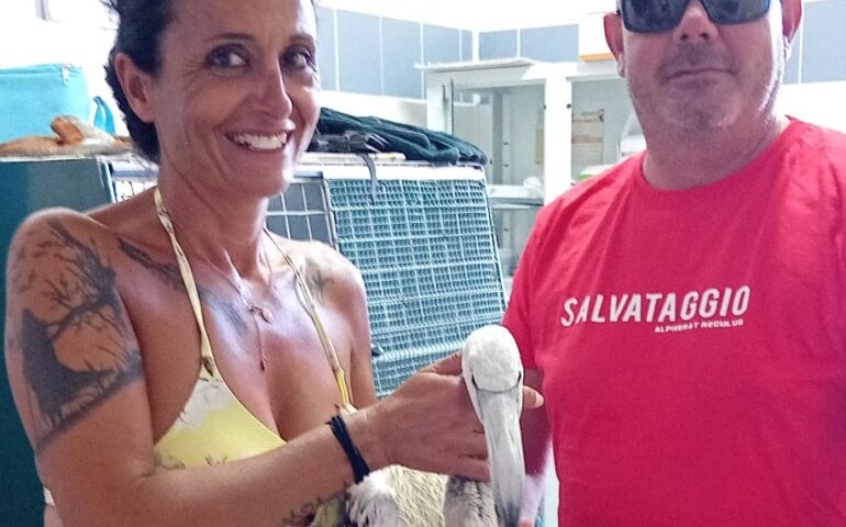 Il Maestrale porta un fenicottero alla Capannina: soccorso e salvato da Claudia Razzano